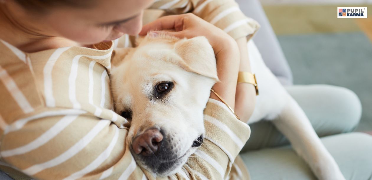 Sterylizacja psa. Zdjęcie przedstawia panią w beżowej koszulce w białe paski, która przytula biszkoptowego dużego psa typu labrador. W prawy górny rogu widać logo pupilkarma.